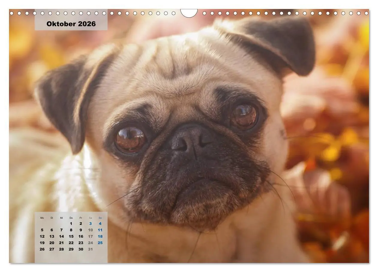Bild: 9783457961902 | Lillie Mopsgetier - mopsfidel durchs Jahr (Wandkalender 2026 DIN A3...