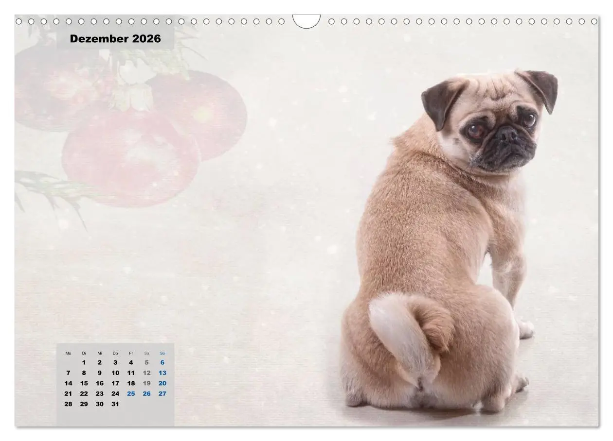 Bild: 9783457961902 | Lillie Mopsgetier - mopsfidel durchs Jahr (Wandkalender 2026 DIN A3...