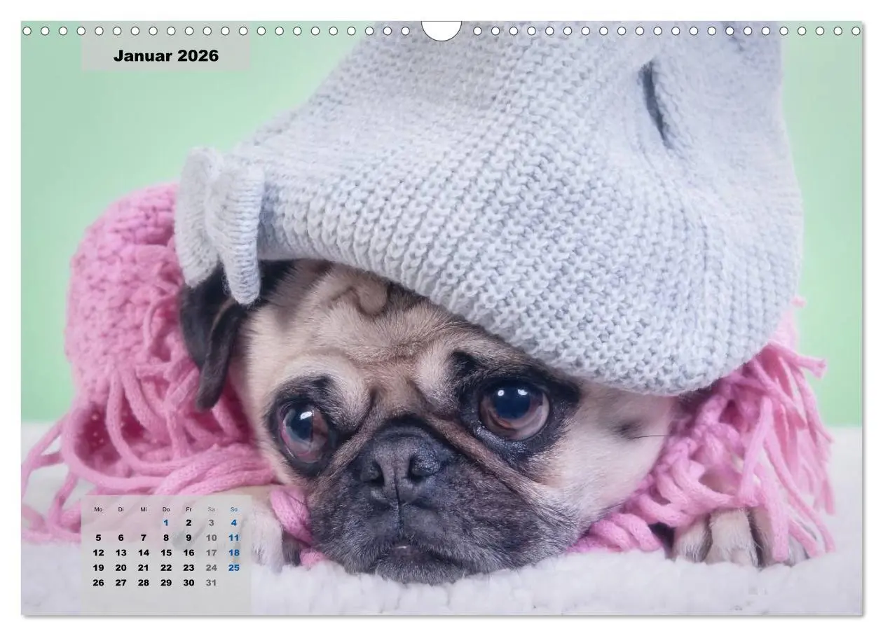 Bild: 9783457961902 | Lillie Mopsgetier - mopsfidel durchs Jahr (Wandkalender 2026 DIN A3...