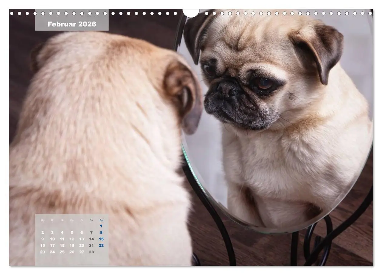 Bild: 9783457961902 | Lillie Mopsgetier - mopsfidel durchs Jahr (Wandkalender 2026 DIN A3...