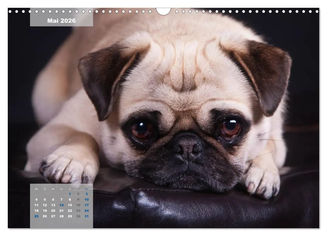 Bild: 9783457961902 | Lillie Mopsgetier - mopsfidel durchs Jahr (Wandkalender 2026 DIN A3...