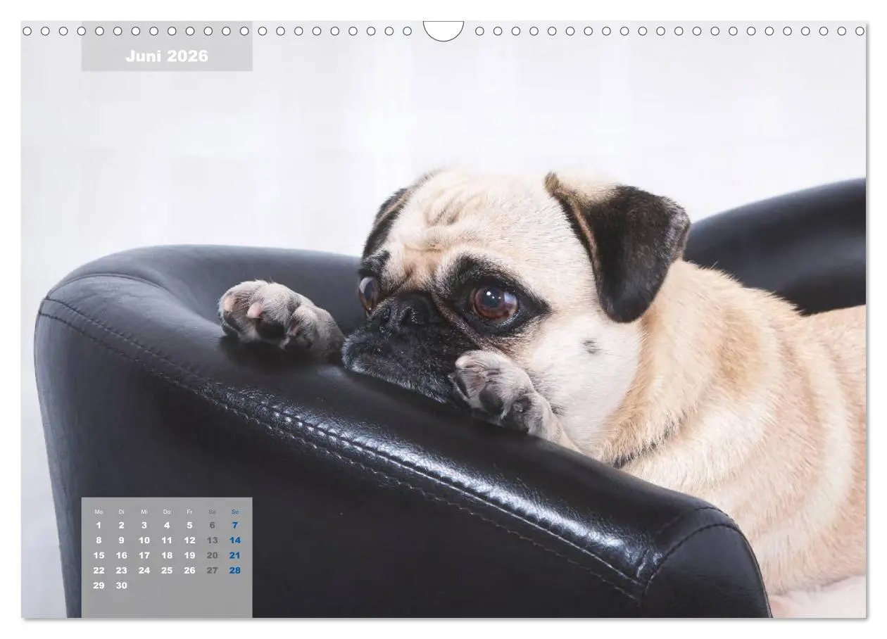 Bild: 9783457961902 | Lillie Mopsgetier - mopsfidel durchs Jahr (Wandkalender 2026 DIN A3...