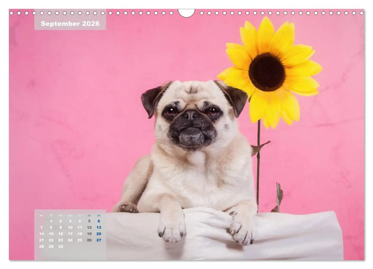 Bild: 9783457961902 | Lillie Mopsgetier - mopsfidel durchs Jahr (Wandkalender 2026 DIN A3...