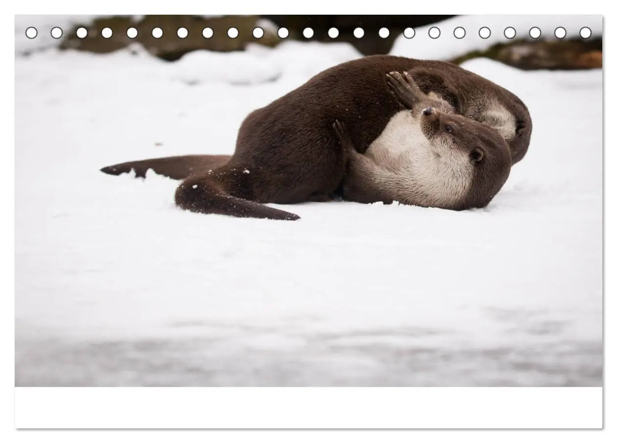 Bild: 9783435372102 | Otter - Jäger an Flüssen und Seen (Tischkalender 2025 DIN A5 quer),...