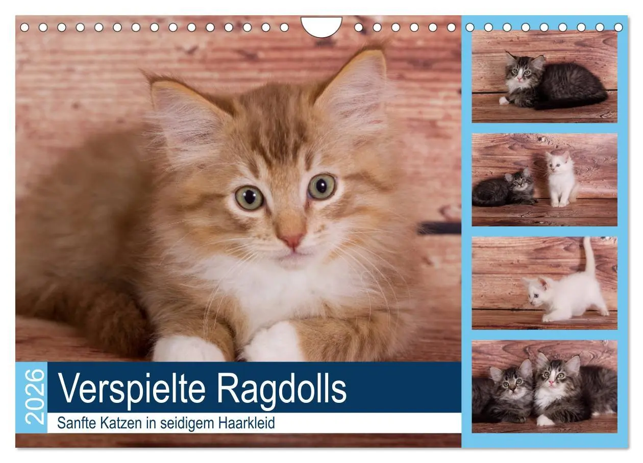 Cover: 9783457842102 | Verspielte Ragdolls -Sanfte Katzen in seidigem Haarkleid...