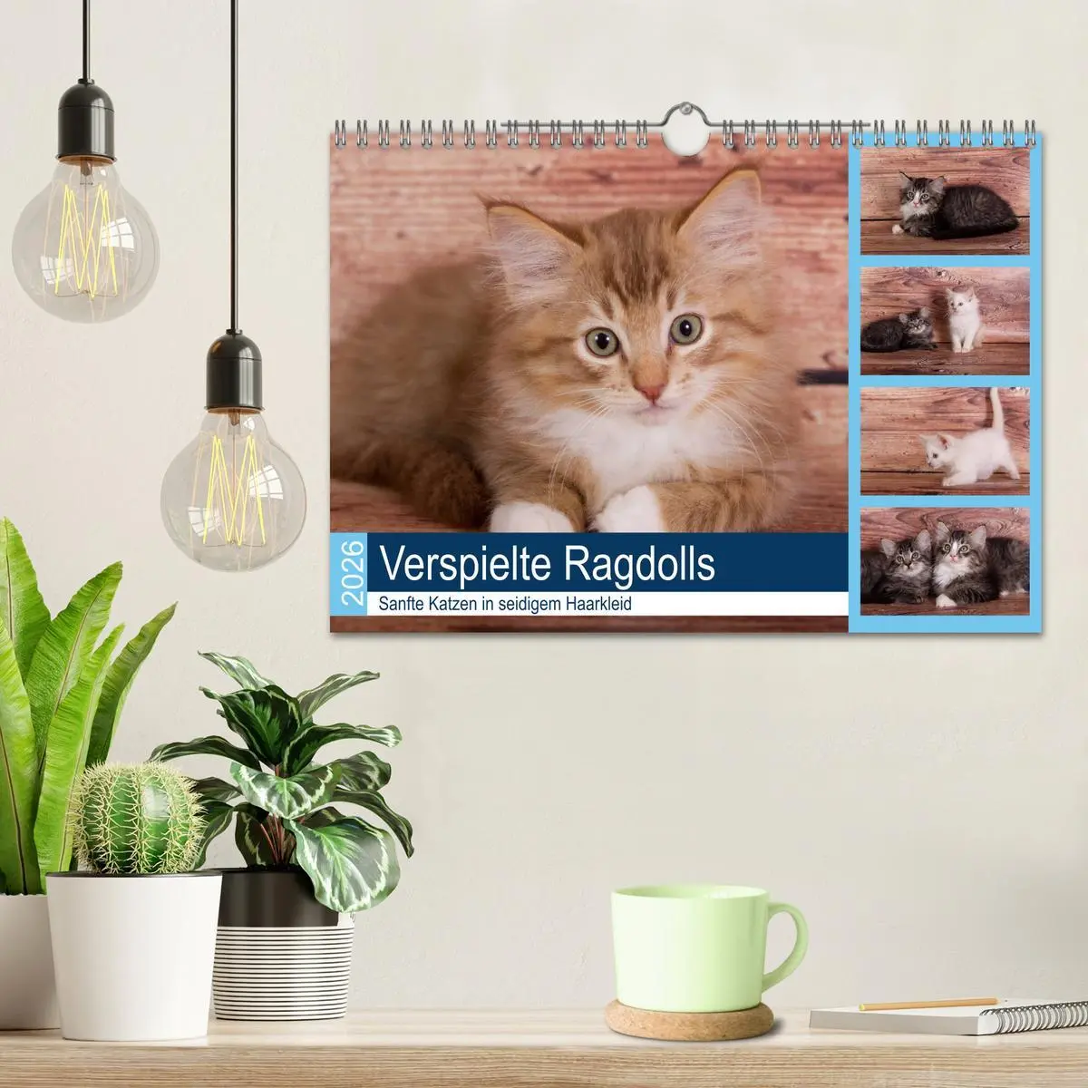 Bild: 9783457842102 | Verspielte Ragdolls -Sanfte Katzen in seidigem Haarkleid...