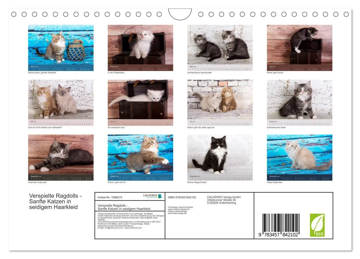 Bild: 9783457842102 | Verspielte Ragdolls -Sanfte Katzen in seidigem Haarkleid...