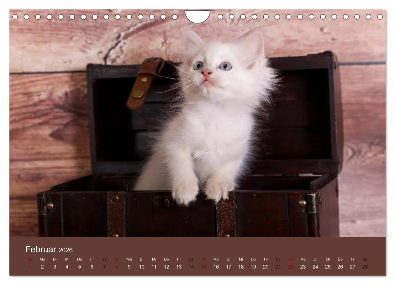 Bild: 9783457842102 | Verspielte Ragdolls -Sanfte Katzen in seidigem Haarkleid...