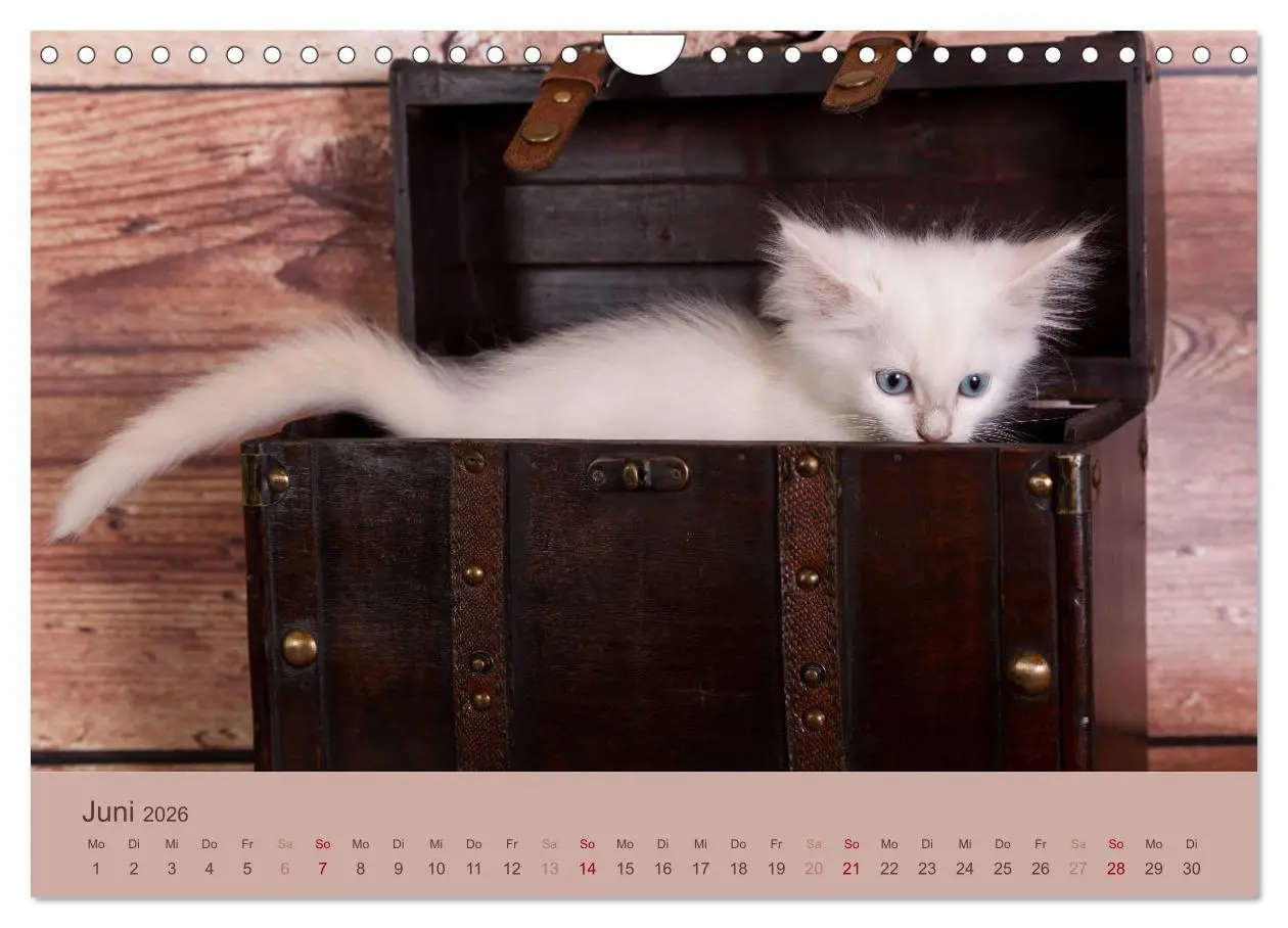 Bild: 9783457842102 | Verspielte Ragdolls -Sanfte Katzen in seidigem Haarkleid...