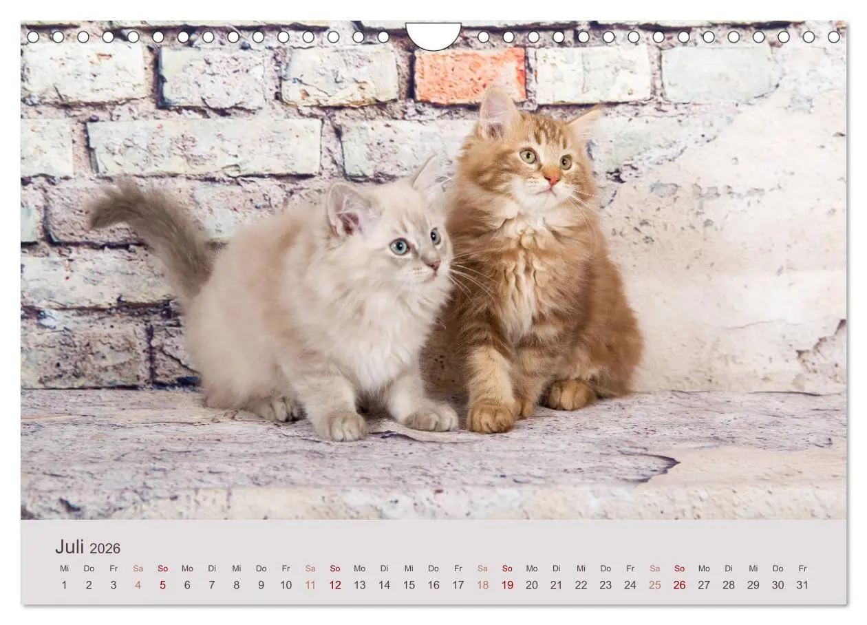 Bild: 9783457842102 | Verspielte Ragdolls -Sanfte Katzen in seidigem Haarkleid...