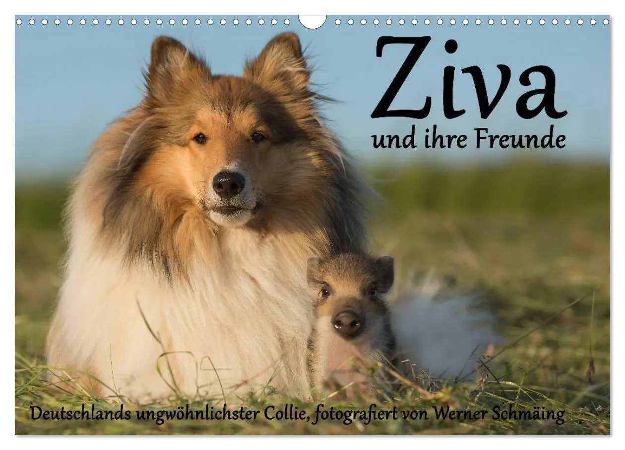 Cover: 9783516002102 | Ziva und ihre Freunde (Wandkalender 2026 DIN A3 quer), CALVENDO...