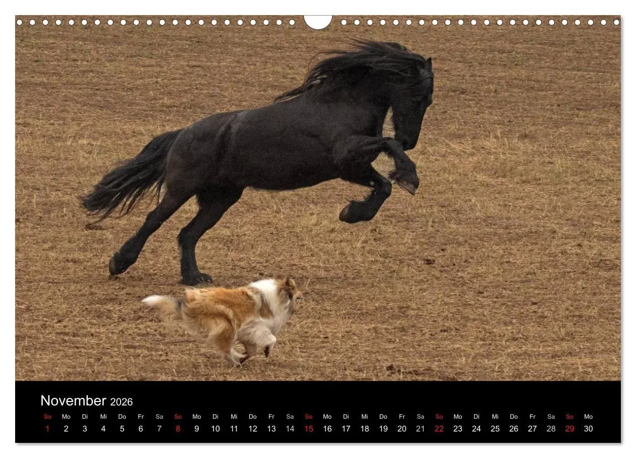 Bild: 9783516002102 | Ziva und ihre Freunde (Wandkalender 2026 DIN A3 quer), CALVENDO...