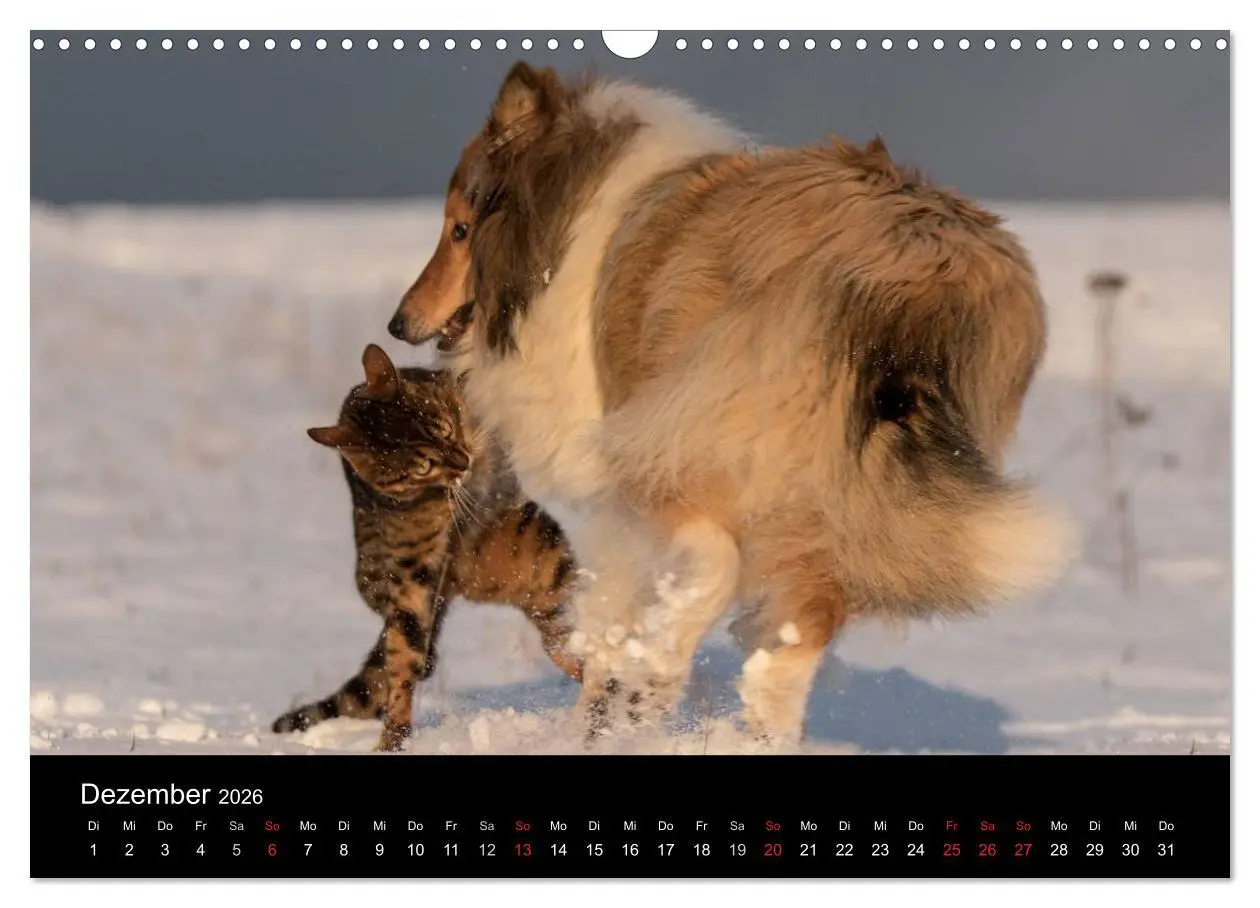 Bild: 9783516002102 | Ziva und ihre Freunde (Wandkalender 2026 DIN A3 quer), CALVENDO...
