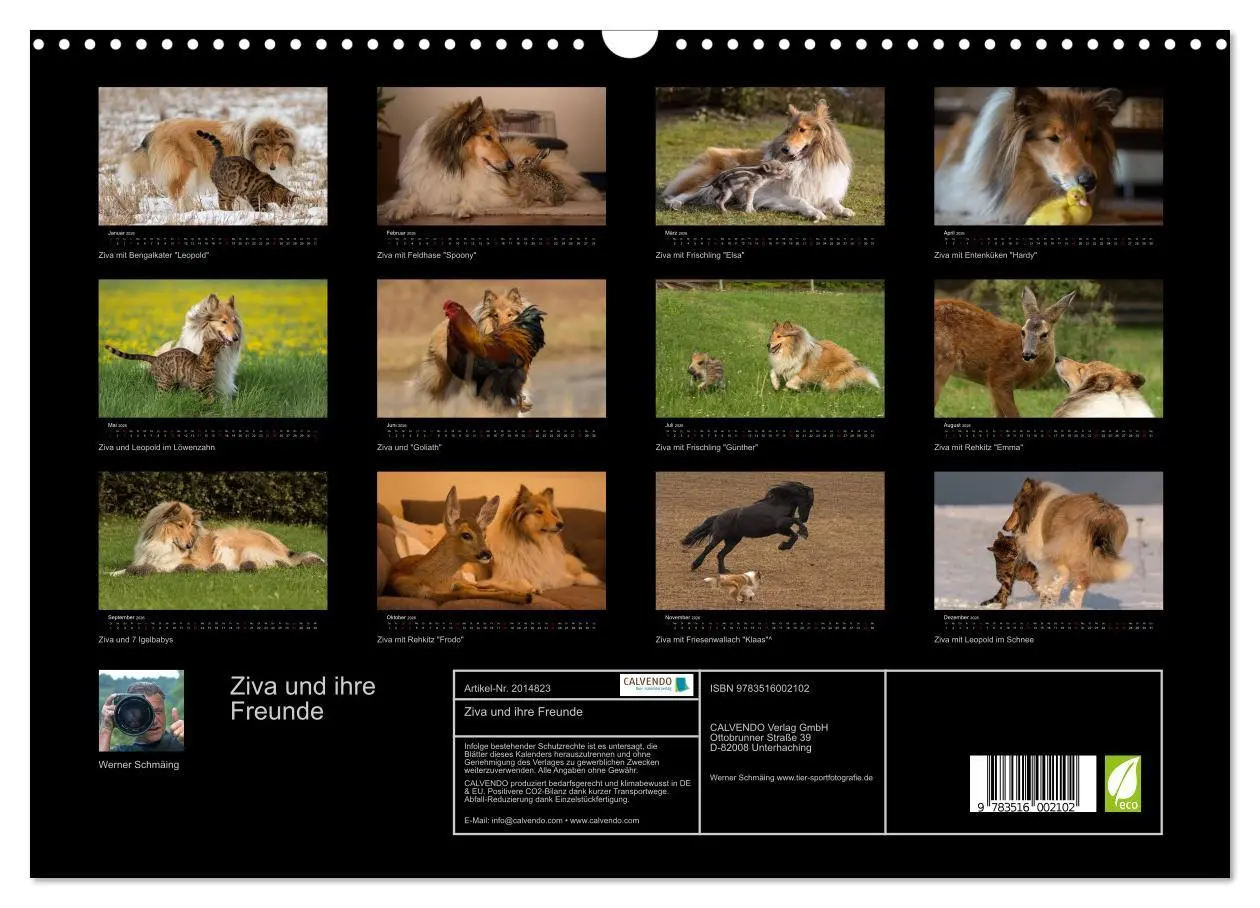 Bild: 9783516002102 | Ziva und ihre Freunde (Wandkalender 2026 DIN A3 quer), CALVENDO...