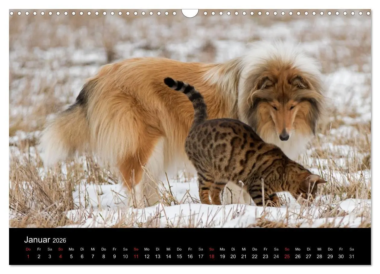 Bild: 9783516002102 | Ziva und ihre Freunde (Wandkalender 2026 DIN A3 quer), CALVENDO...