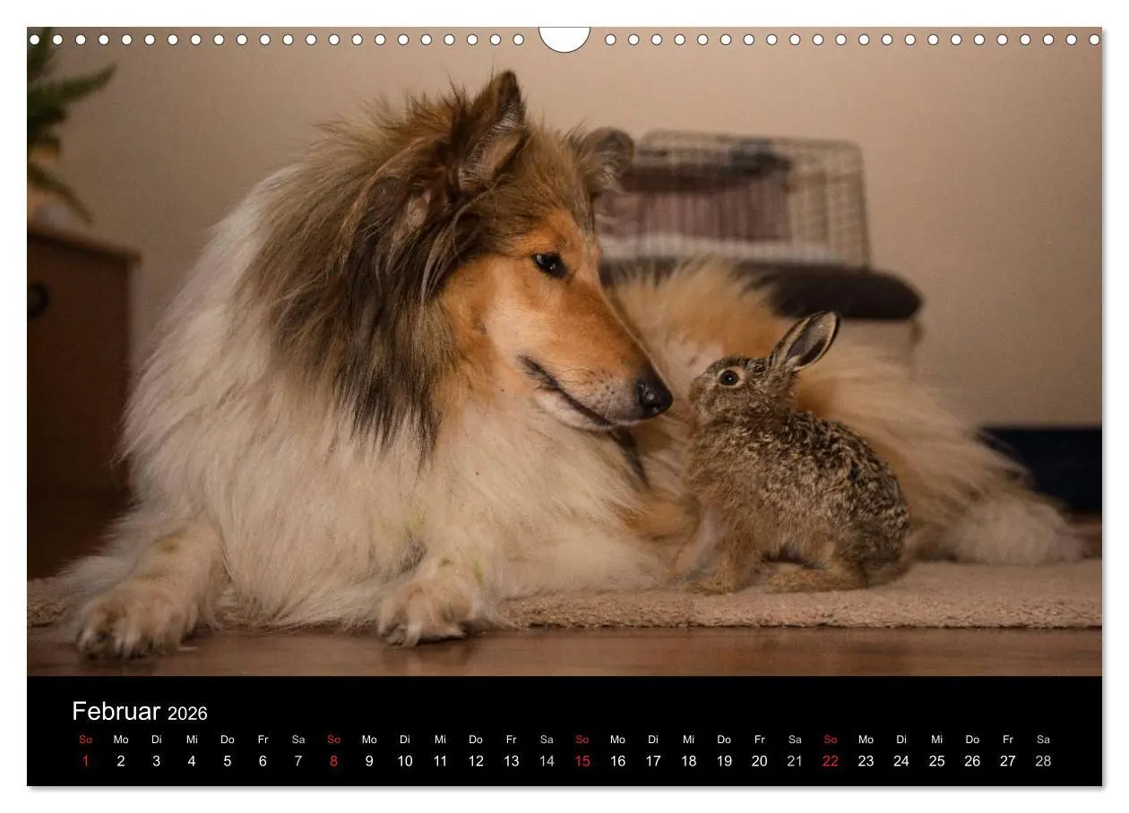 Bild: 9783516002102 | Ziva und ihre Freunde (Wandkalender 2026 DIN A3 quer), CALVENDO...