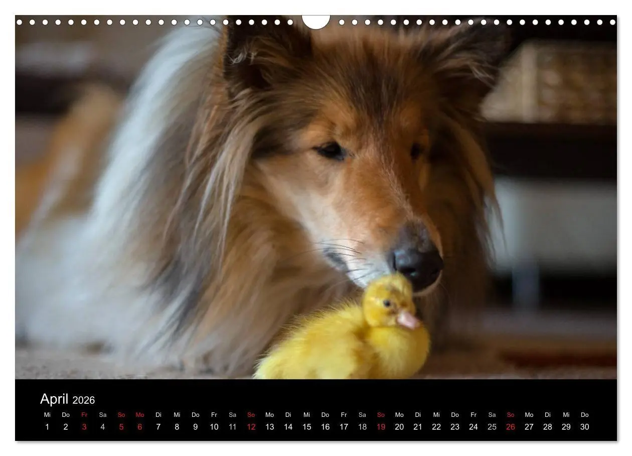 Bild: 9783516002102 | Ziva und ihre Freunde (Wandkalender 2026 DIN A3 quer), CALVENDO...