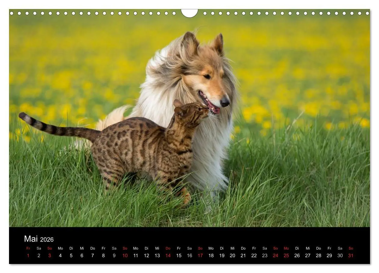 Bild: 9783516002102 | Ziva und ihre Freunde (Wandkalender 2026 DIN A3 quer), CALVENDO...