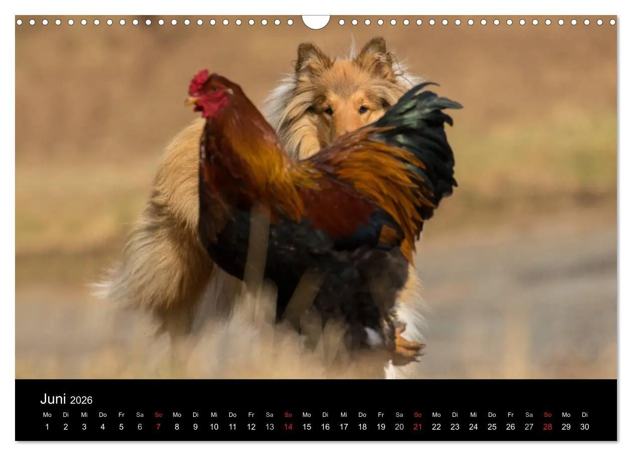 Bild: 9783516002102 | Ziva und ihre Freunde (Wandkalender 2026 DIN A3 quer), CALVENDO...