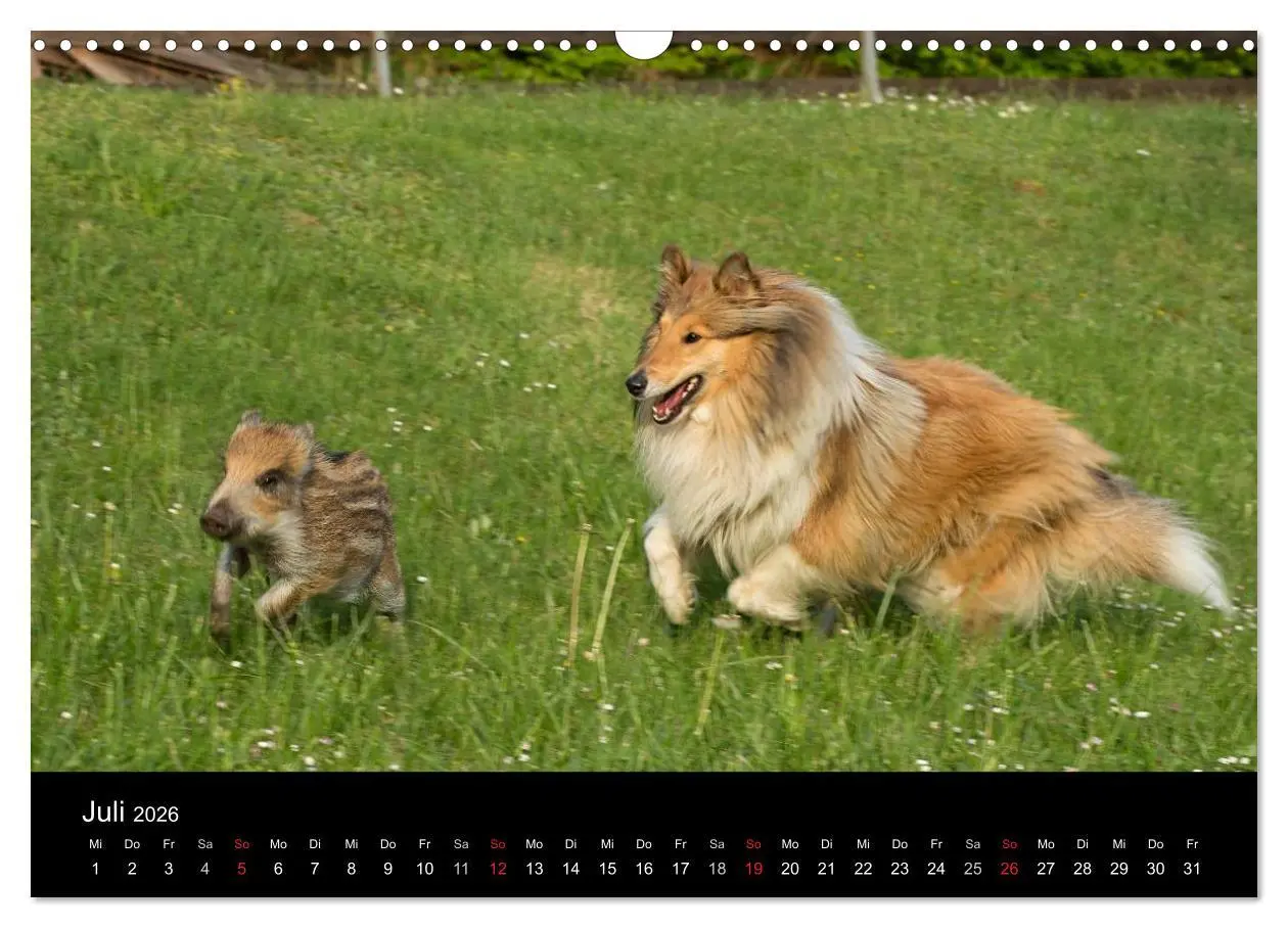 Bild: 9783516002102 | Ziva und ihre Freunde (Wandkalender 2026 DIN A3 quer), CALVENDO...