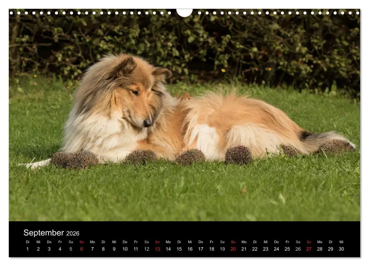 Bild: 9783516002102 | Ziva und ihre Freunde (Wandkalender 2026 DIN A3 quer), CALVENDO...