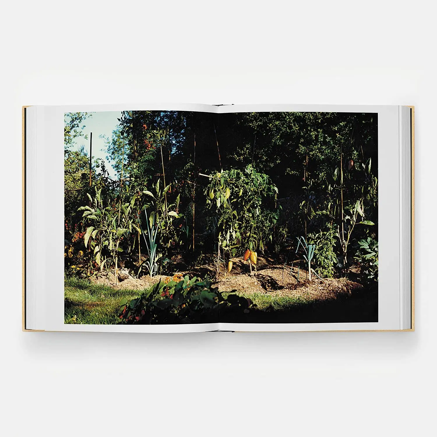 Bild: 9781838662202 | Septime | La Cave, Clamato, D'une ile | Benoit Cohen (u. a.) | Buch