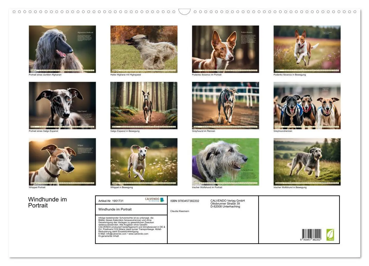 Bild: 9783457382202 | Windhunde im Portrait (Wandkalender 2026 DIN A2 quer), CALVENDO...