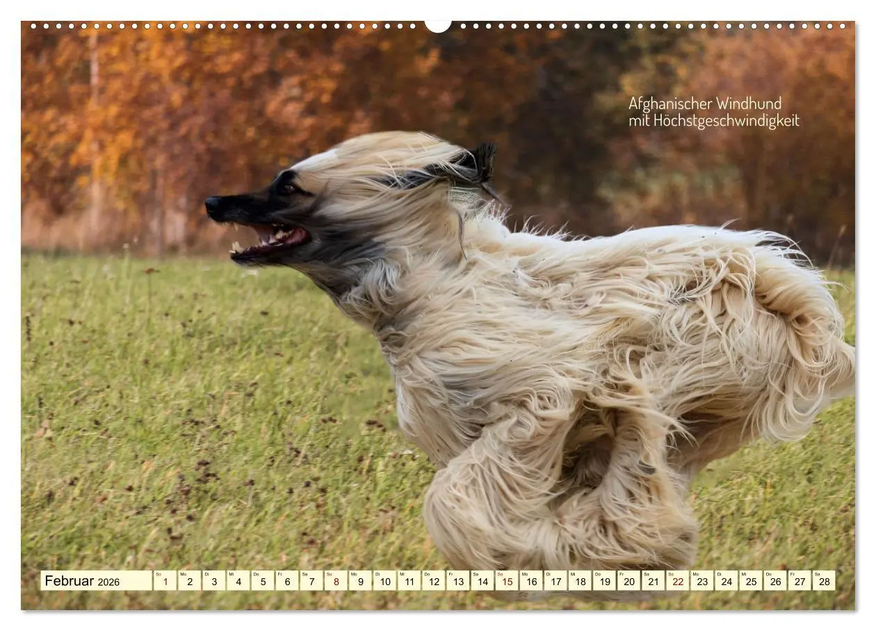 Bild: 9783457382202 | Windhunde im Portrait (Wandkalender 2026 DIN A2 quer), CALVENDO...