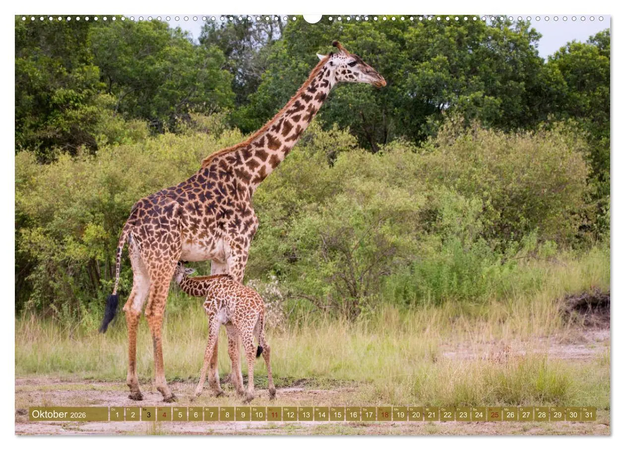 Bild: 9783457832202 | Wildes Kenia (Wandkalender 2026 DIN A2 quer), CALVENDO Monatskalender