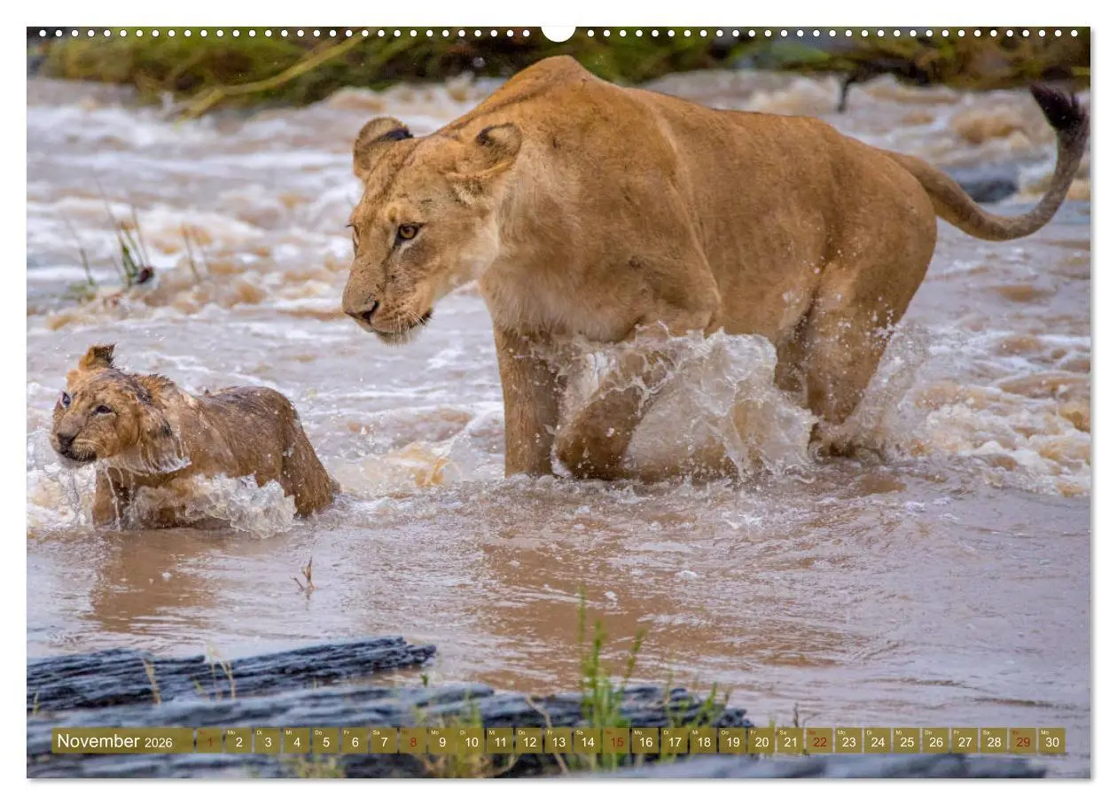 Bild: 9783457832202 | Wildes Kenia (Wandkalender 2026 DIN A2 quer), CALVENDO Monatskalender