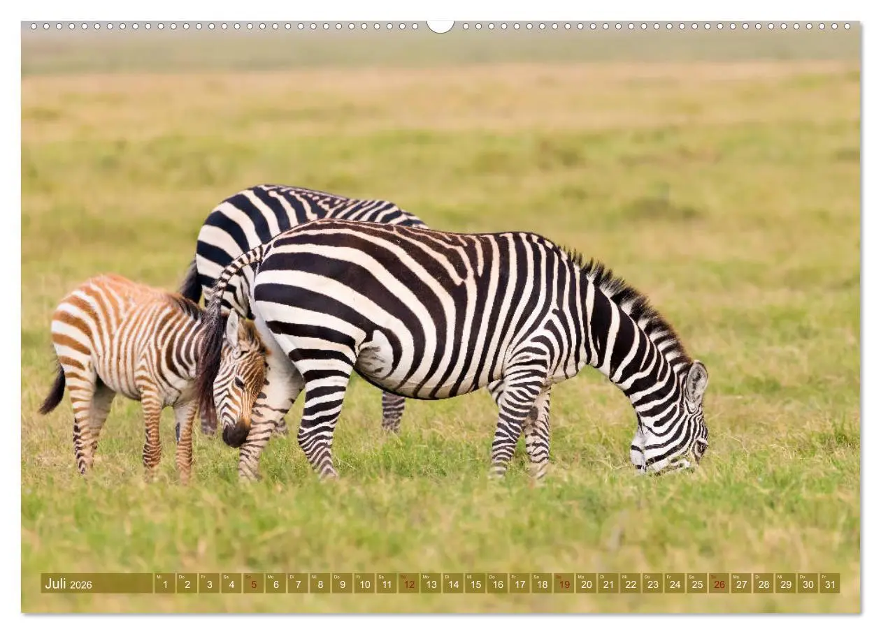 Bild: 9783457832202 | Wildes Kenia (Wandkalender 2026 DIN A2 quer), CALVENDO Monatskalender