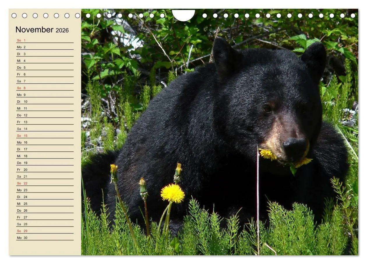 Bild: 9783457992302 | Bären (Wandkalender 2026 DIN A4 quer), CALVENDO Monatskalender | 2026