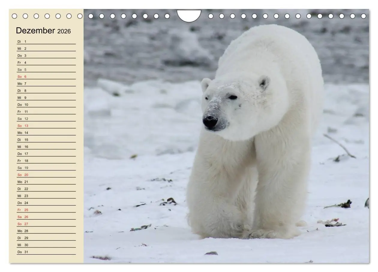 Bild: 9783457992302 | Bären (Wandkalender 2026 DIN A4 quer), CALVENDO Monatskalender | 2026