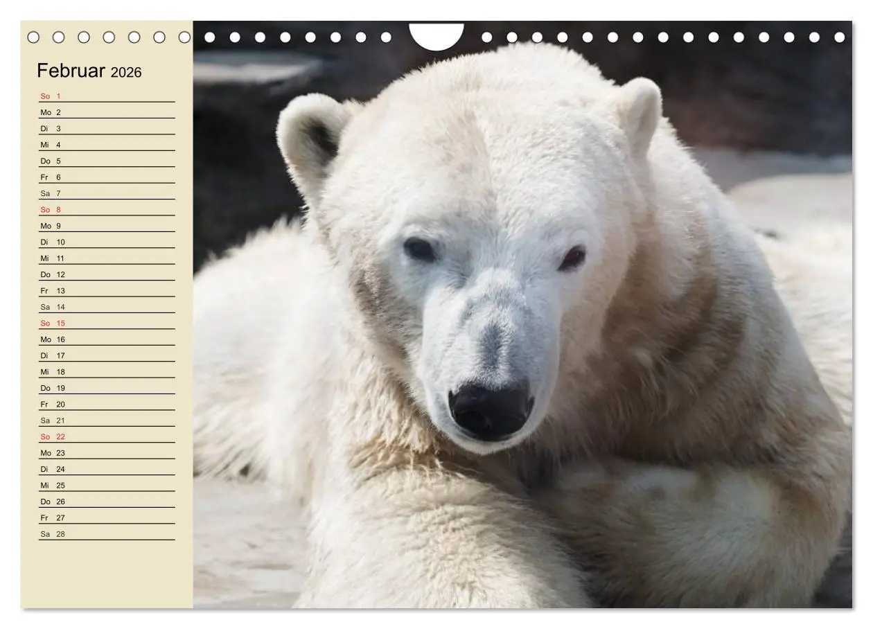 Bild: 9783457992302 | Bären (Wandkalender 2026 DIN A4 quer), CALVENDO Monatskalender | 2026