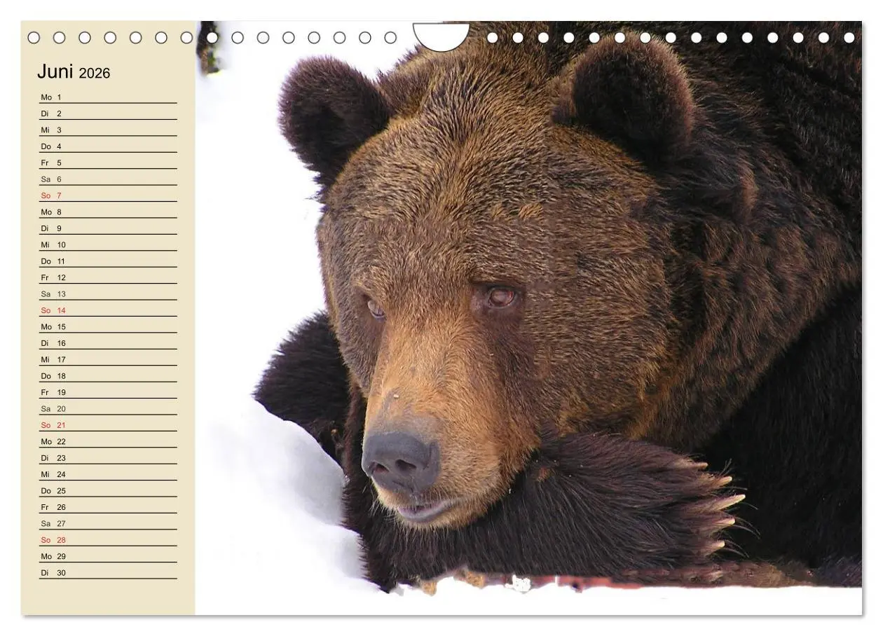 Bild: 9783457992302 | Bären (Wandkalender 2026 DIN A4 quer), CALVENDO Monatskalender | 2026