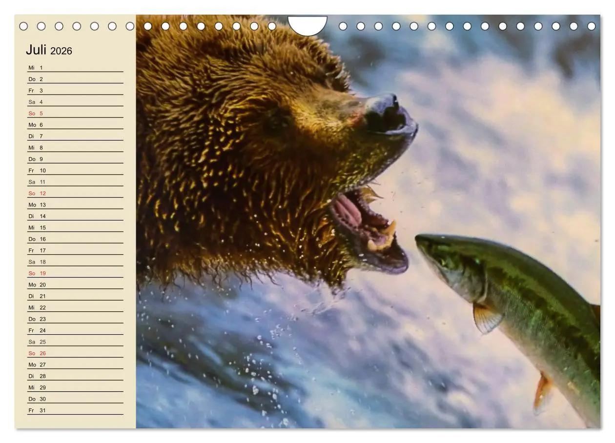 Bild: 9783457992302 | Bären (Wandkalender 2026 DIN A4 quer), CALVENDO Monatskalender | 2026