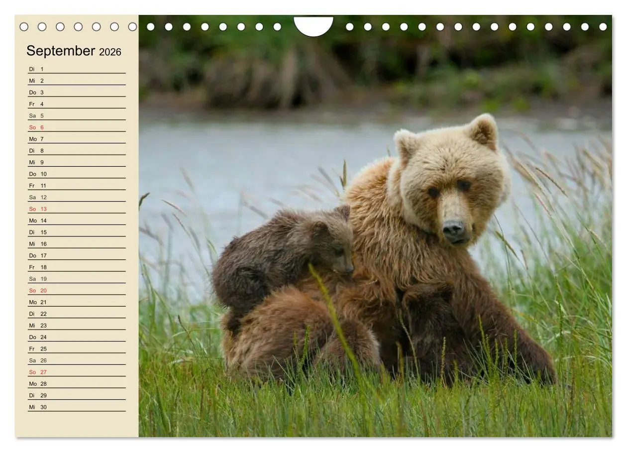 Bild: 9783457992302 | Bären (Wandkalender 2026 DIN A4 quer), CALVENDO Monatskalender | 2026