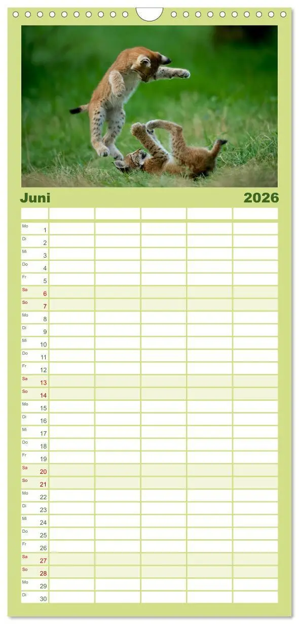 Bild: 9783516512502 | Familienplaner 2026 - Der Luchs - Dem Pinselohr auf der Spur mit 5...