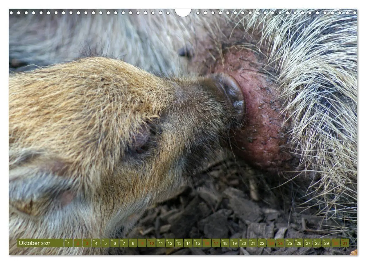 Bild: 9783569842502 | Wildschweins Kinderstube - Freche Frischlinge (Wandkalender 2027...