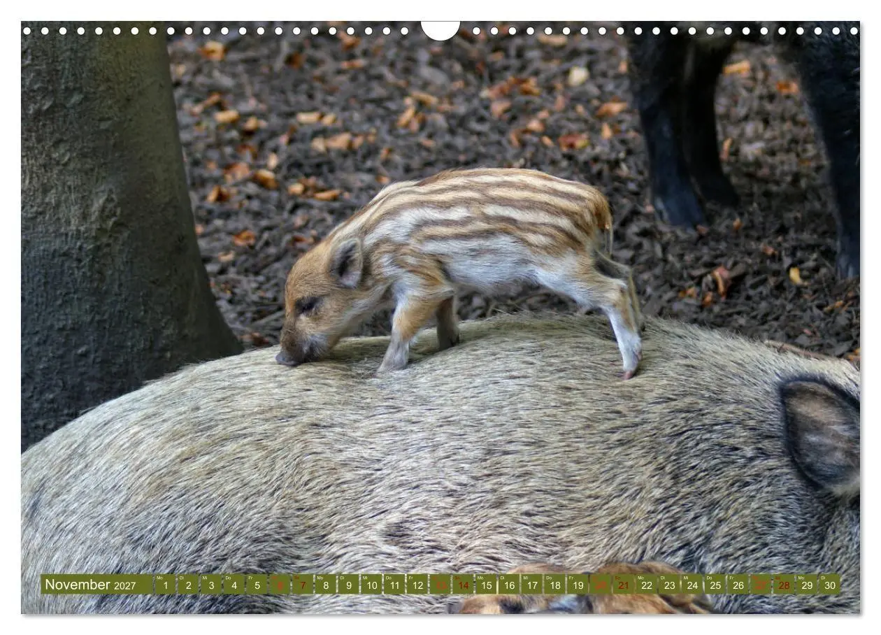 Bild: 9783569842502 | Wildschweins Kinderstube - Freche Frischlinge (Wandkalender 2027...
