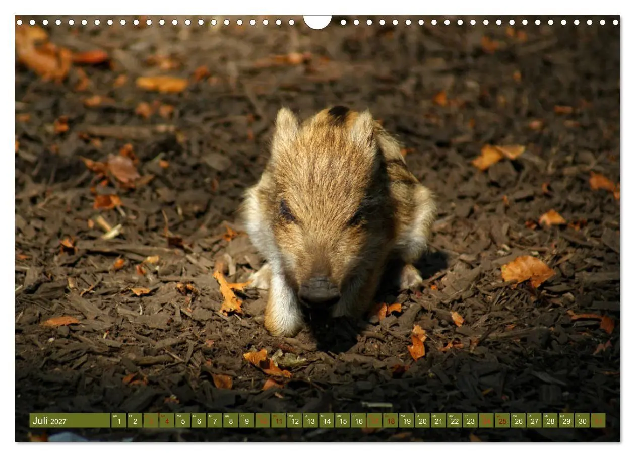 Bild: 9783569842502 | Wildschweins Kinderstube - Freche Frischlinge (Wandkalender 2027...