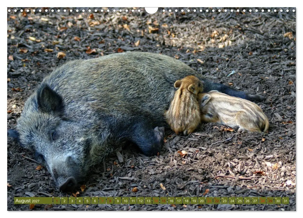 Bild: 9783569842502 | Wildschweins Kinderstube - Freche Frischlinge (Wandkalender 2027...