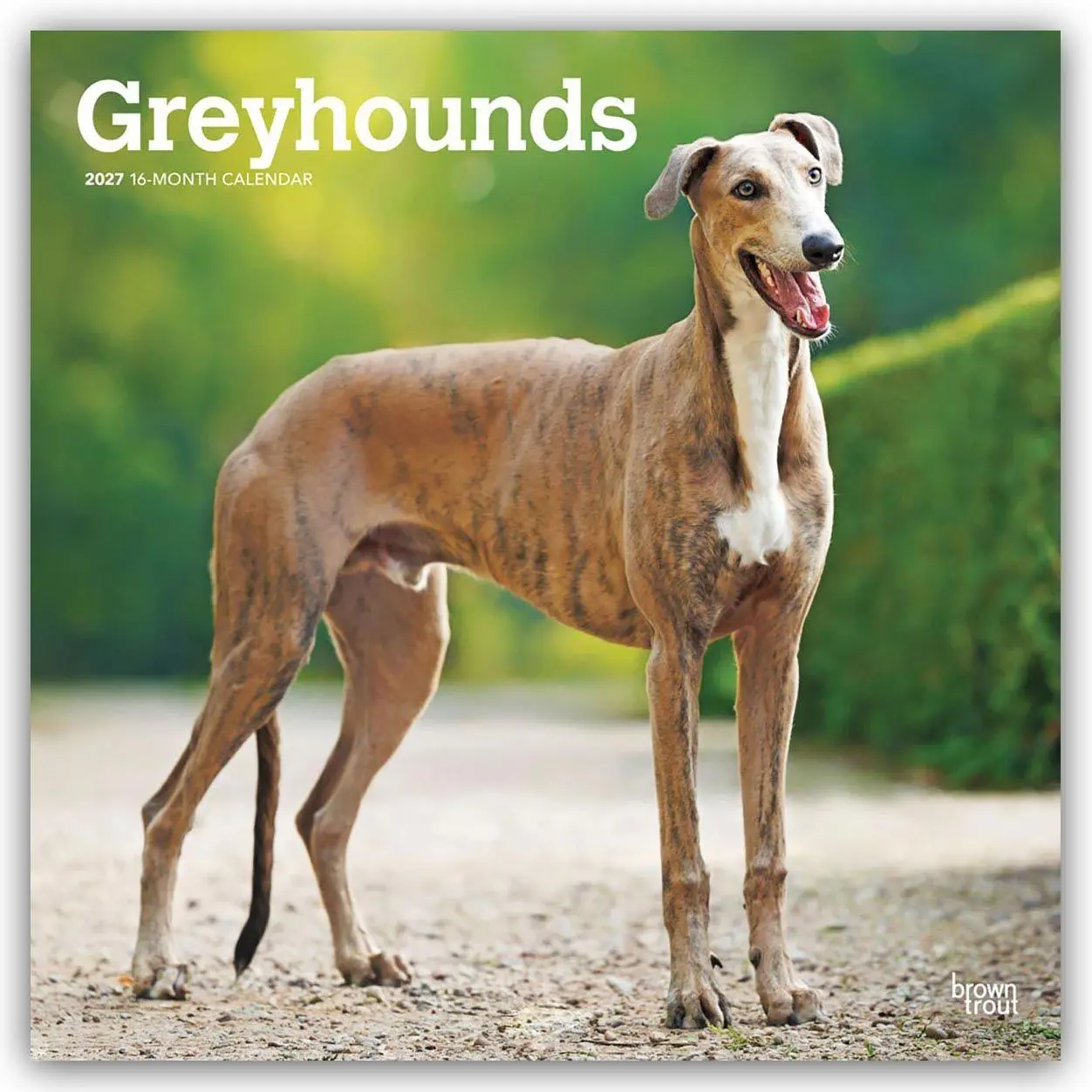 Cover: 9798330712502 | Greyhounds - Windhunde 2027 - 16-Monatskalender | Publishers | 28 S.