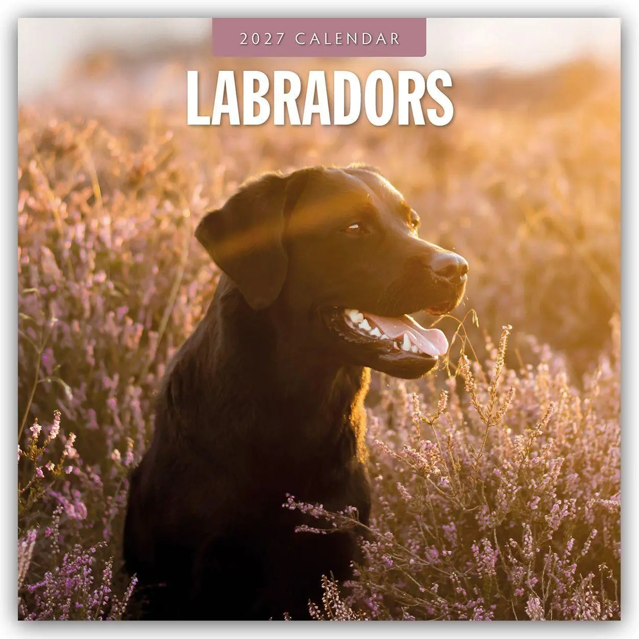 Cover: 9781837012602 | Labradors - Labradore - Labrador Retriever 2027 - 16-Monatskalender
