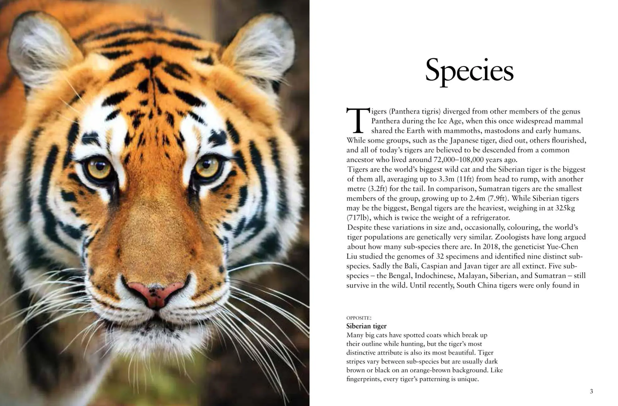 Bild: 9781838862602 | Tigers | Paula Hammond | Taschenbuch | Kartoniert / Broschiert | 2023