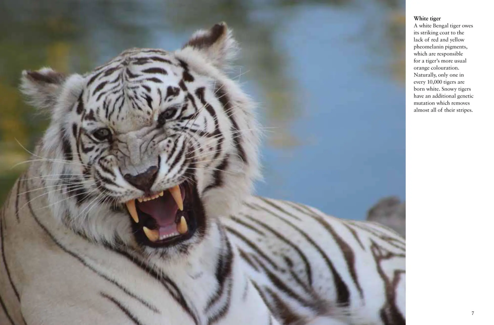 Bild: 9781838862602 | Tigers | Paula Hammond | Taschenbuch | Kartoniert / Broschiert | 2023