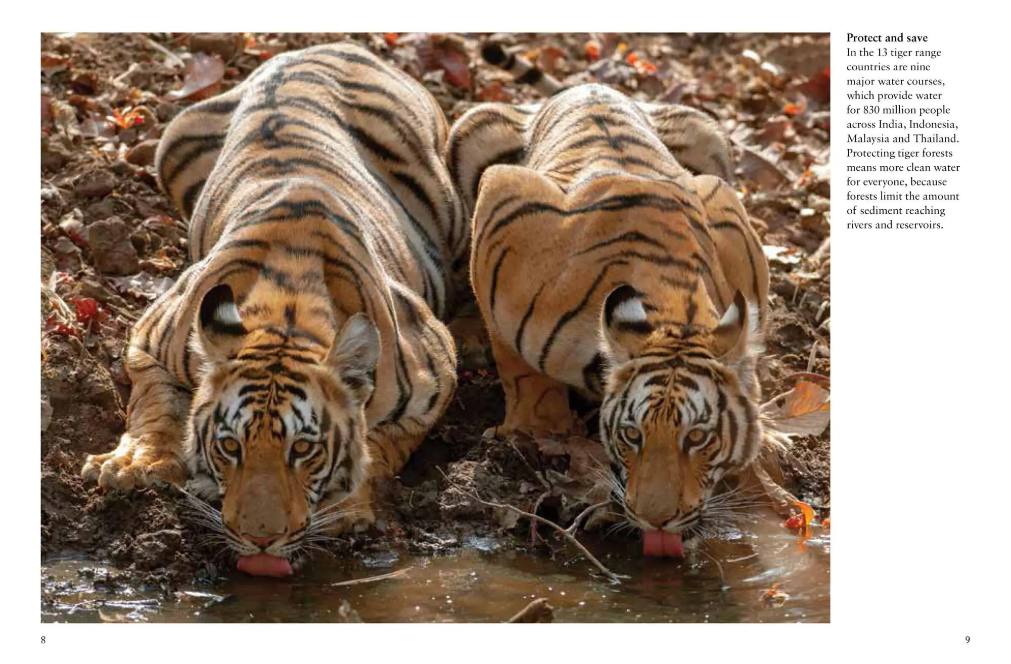 Bild: 9781838862602 | Tigers | Paula Hammond | Taschenbuch | Kartoniert / Broschiert | 2023