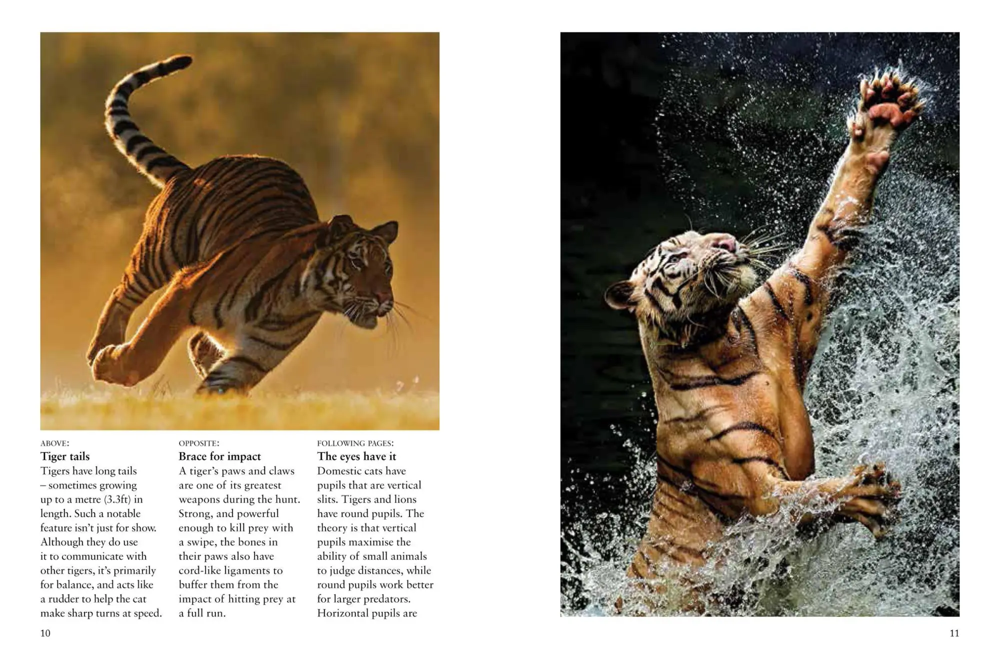 Bild: 9781838862602 | Tigers | Paula Hammond | Taschenbuch | Kartoniert / Broschiert | 2023