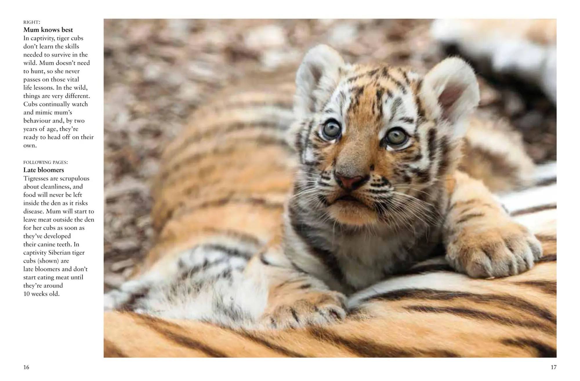 Bild: 9781838862602 | Tigers | Paula Hammond | Taschenbuch | Kartoniert / Broschiert | 2023