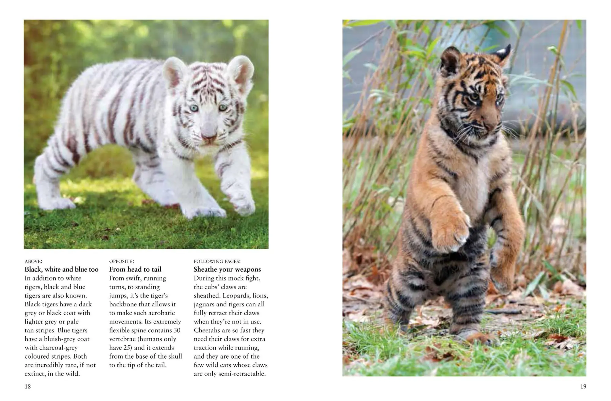Bild: 9781838862602 | Tigers | Paula Hammond | Taschenbuch | Kartoniert / Broschiert | 2023